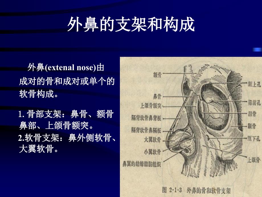 《耳鼻喉科鼻科学》PPT课件_第4页