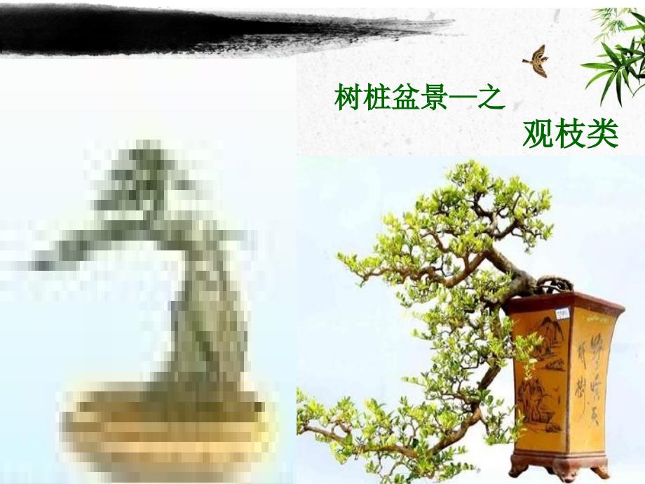 盆景制作中的化学试剂调控方法_第4页