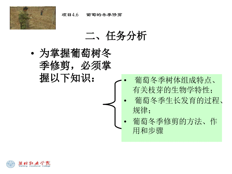 葡萄树体管理与修剪ppt课件_第4页