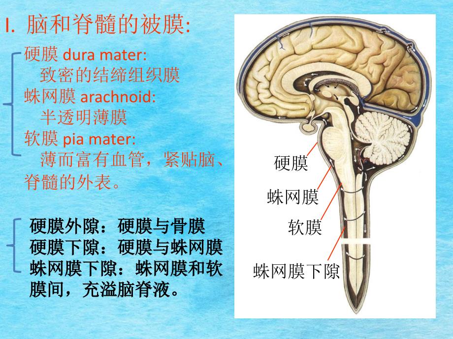 脑和脊髓的被膜血管以及脑脊液循环ppt课件_第2页