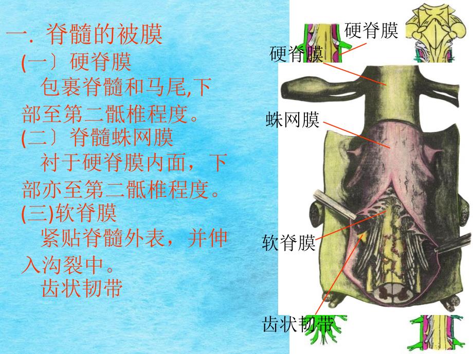 脑和脊髓的被膜血管以及脑脊液循环ppt课件_第3页