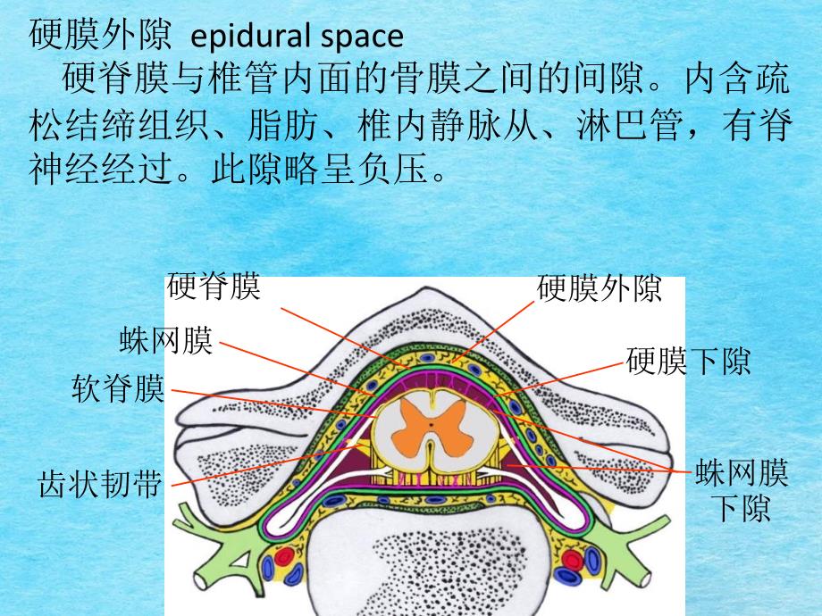 脑和脊髓的被膜血管以及脑脊液循环ppt课件_第4页