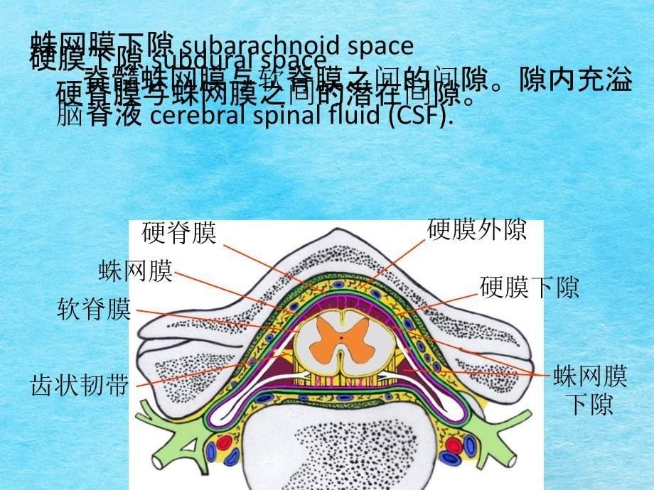 脑和脊髓的被膜血管以及脑脊液循环ppt课件_第5页