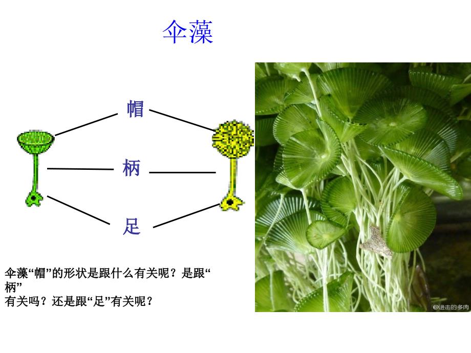 细胞核和原核细胞_第2页