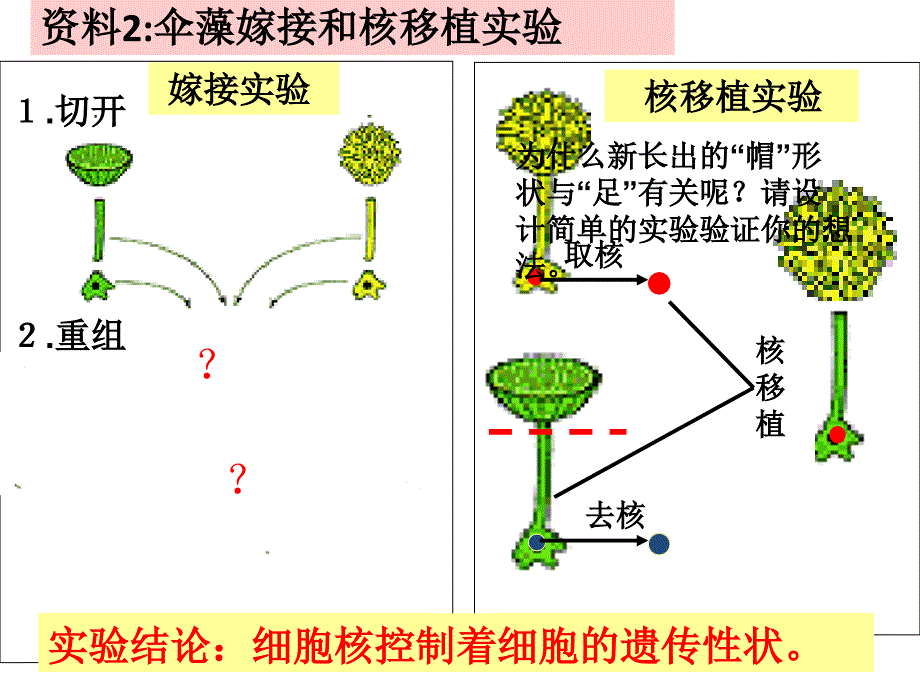 细胞核和原核细胞_第3页