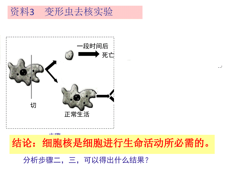 细胞核和原核细胞_第4页