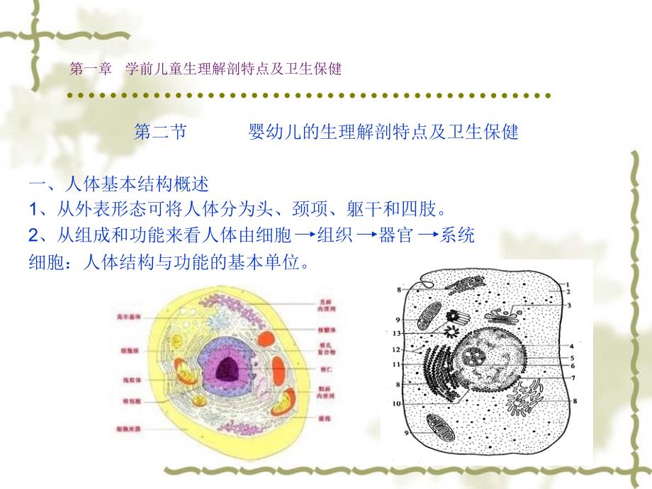 第一学前儿童生理解剖特点及卫生保健_第4页