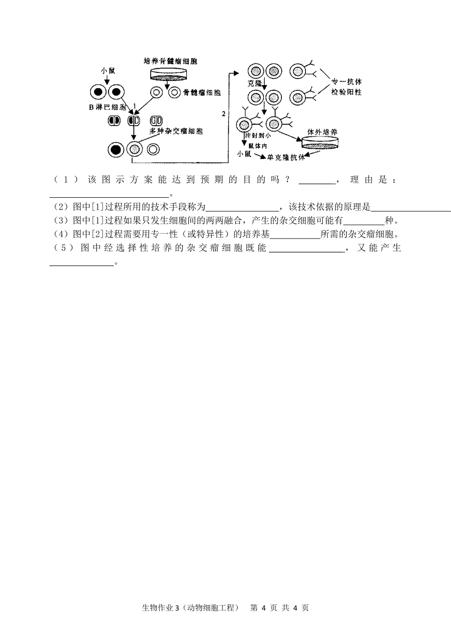 生物作业4（动物细胞工程练习）.doc_第4页