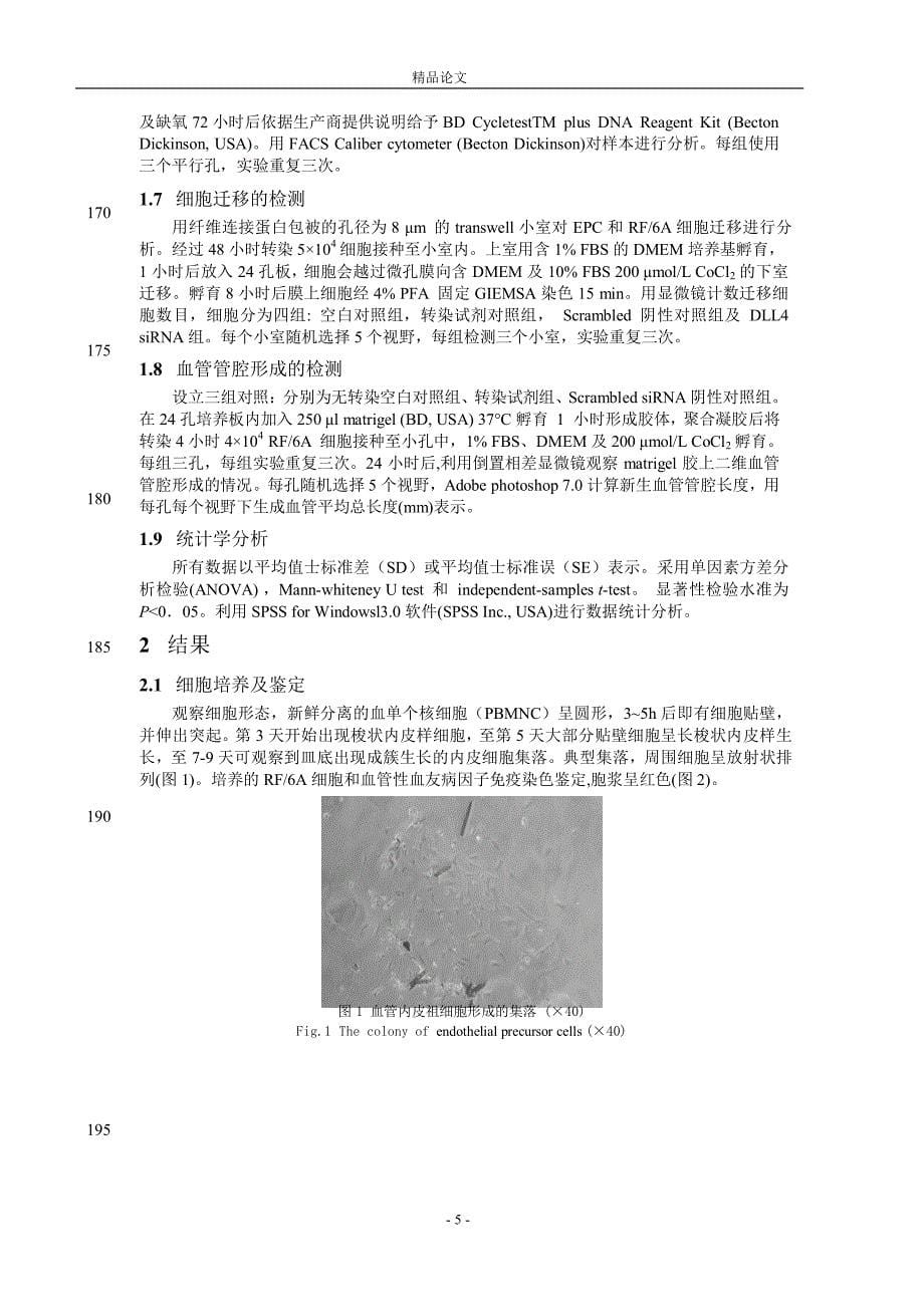 [精品论文]DLL4 siRNA 对缺氧血管内皮祖细胞和脉络_第5页