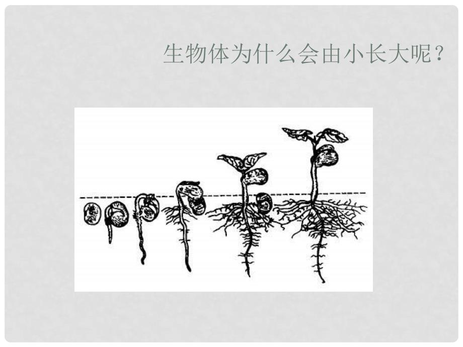 云南省昆明青云实验学校七年级生物上册 细胞通过分裂产生教学课件 新人教版_第3页