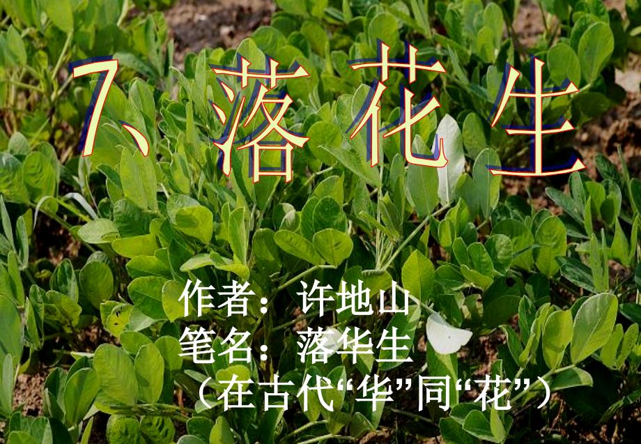 落花生11ppt课件_第2页