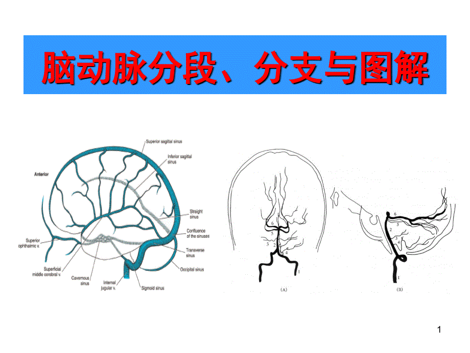 脑部血管解剖图解影像学PPT课件_第1页