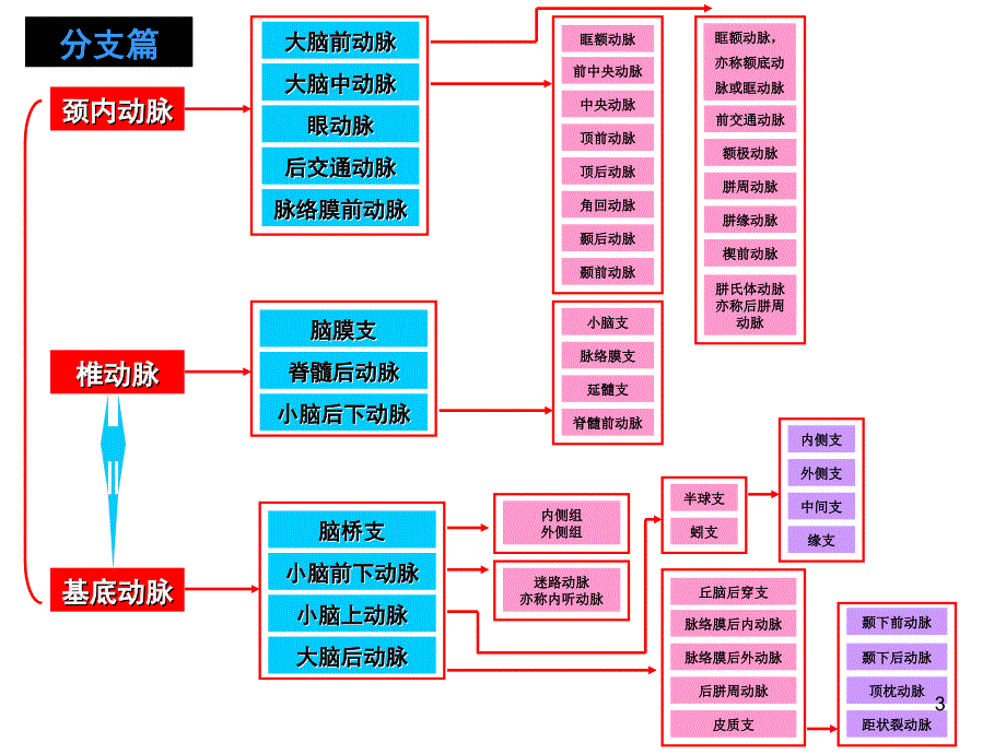 脑部血管解剖图解影像学PPT课件_第3页