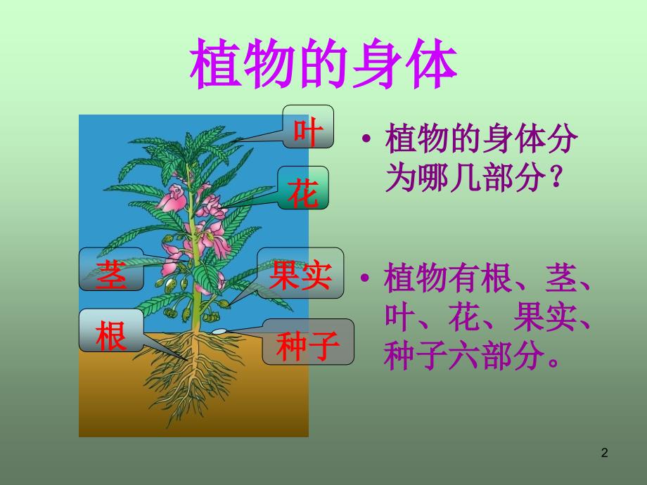 植物的分身术课件_第2页