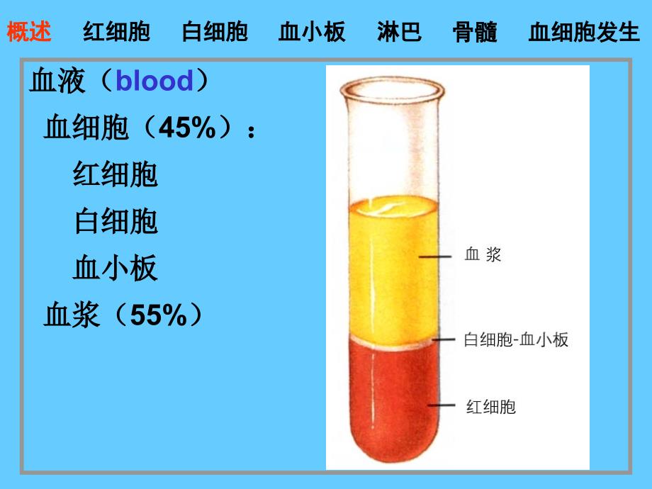 组织胚胎学血液.ppt_第2页