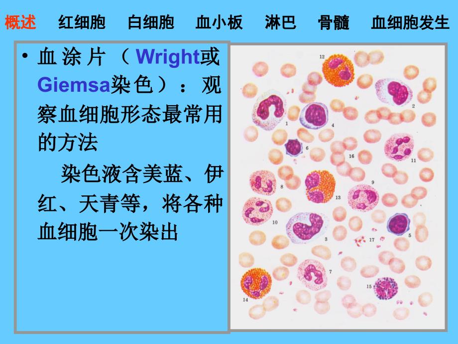 组织胚胎学血液.ppt_第3页