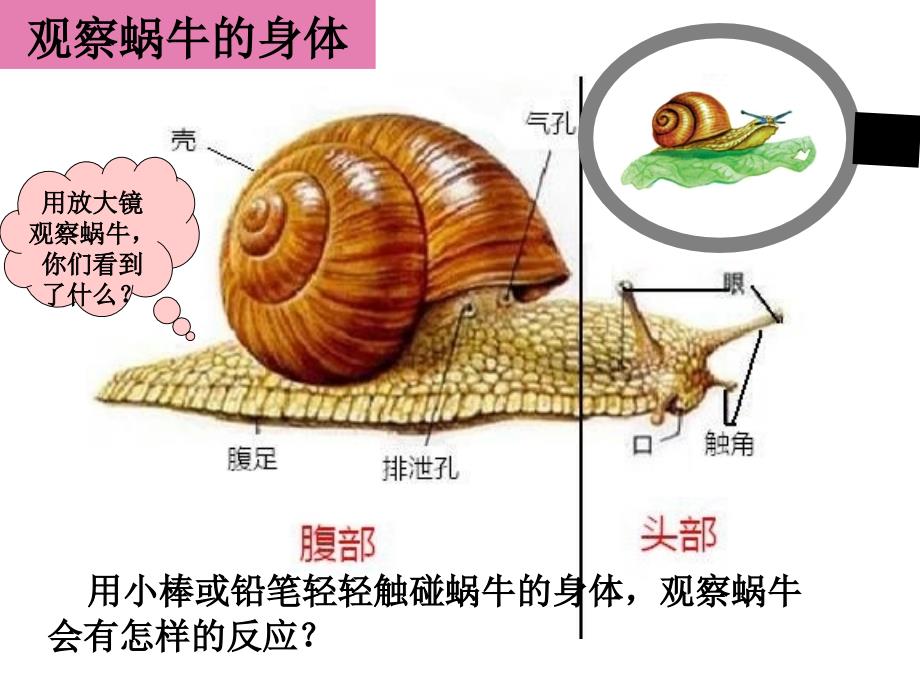 动物有哪些相同特点_第2页