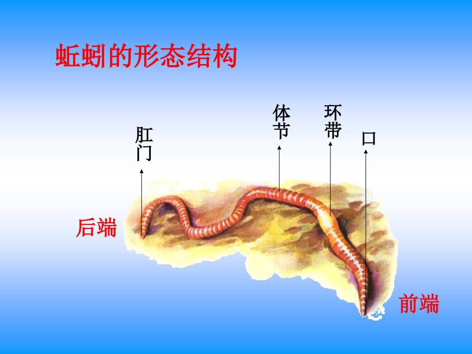 动物有哪些相同特点_第4页