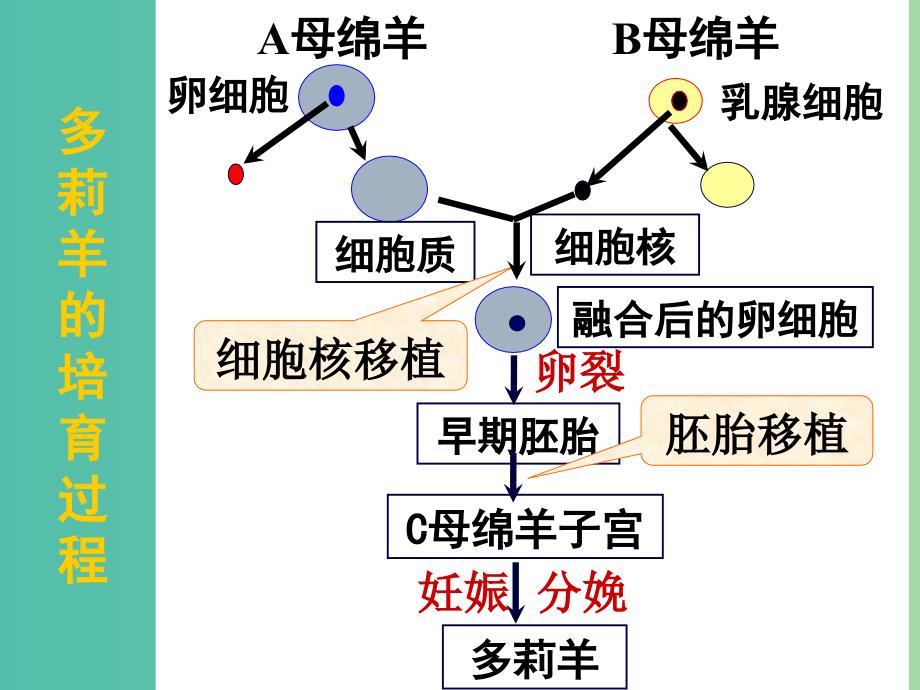 高中生物 专题二 课题2 动物体细胞核移植与细胞融合课件 新人教版选修3.ppt_第2页