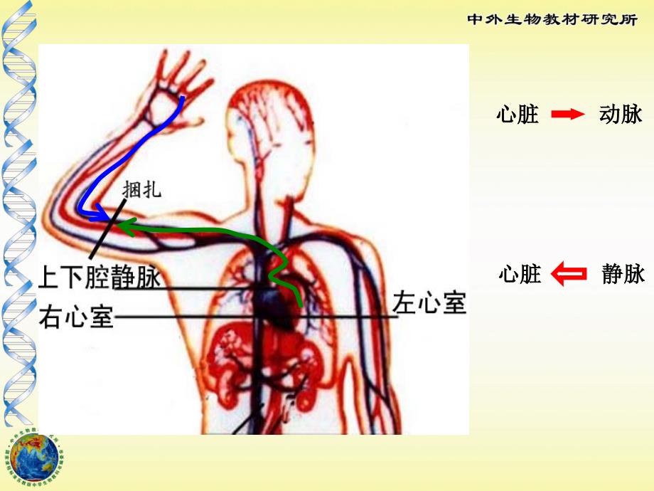 4102血液循环(2)_第4页