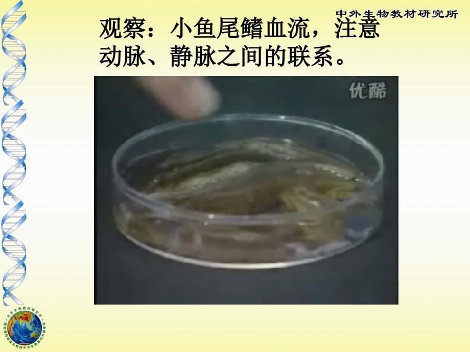 4102血液循环(2)_第5页