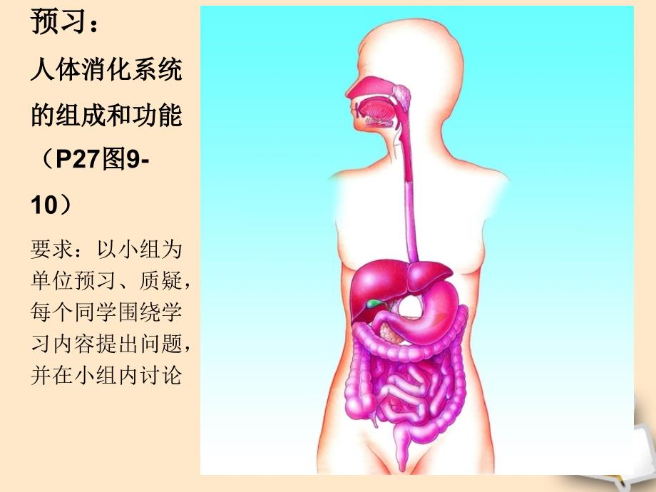 《人体的消化与吸收》课件_苏教版_第4页