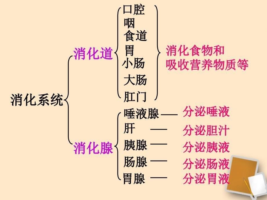 《人体的消化与吸收》课件_苏教版_第5页