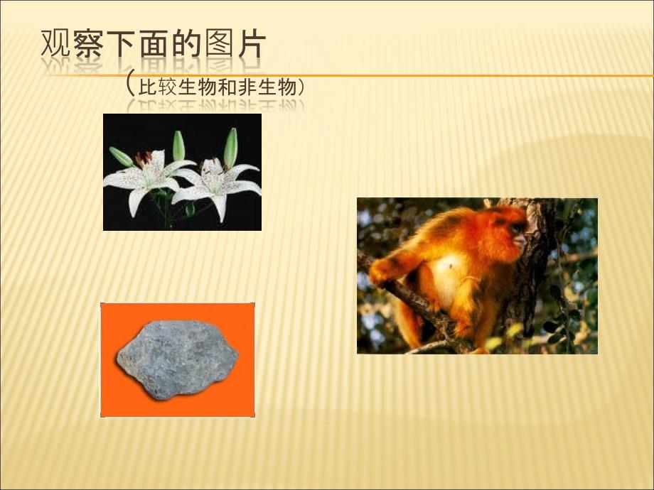 七年级生物生物的特征_第4页