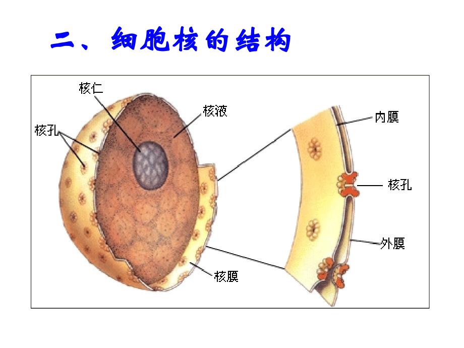 细胞核系统的控制中心_第4页