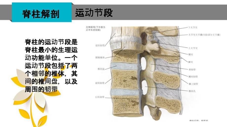 脊柱骨折泽知识_第5页