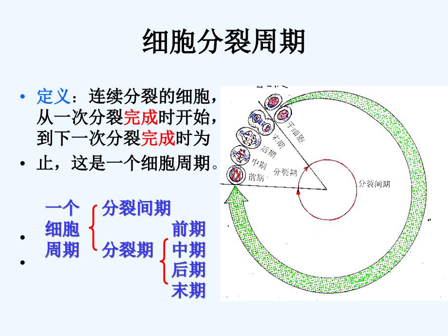 细胞分裂周期_第1页