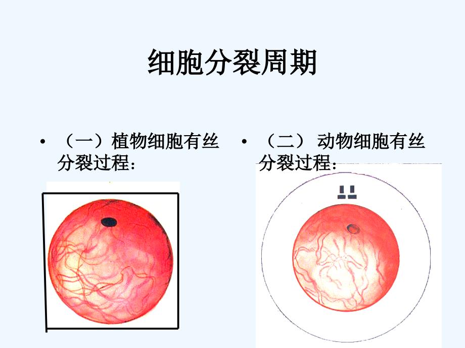 细胞分裂周期_第2页