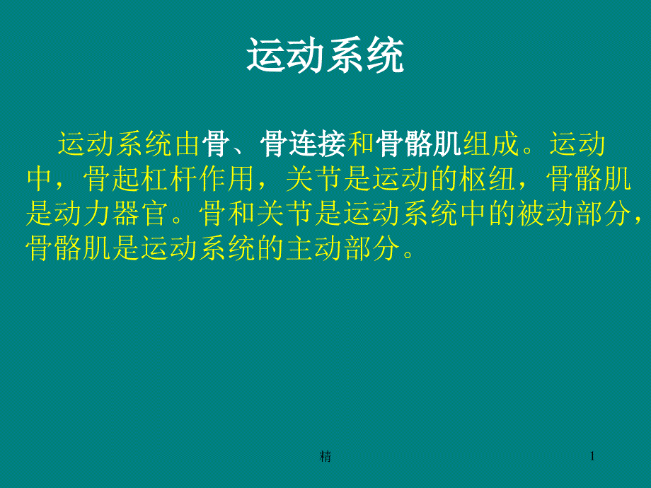 人体骨骼概述课件_第1页