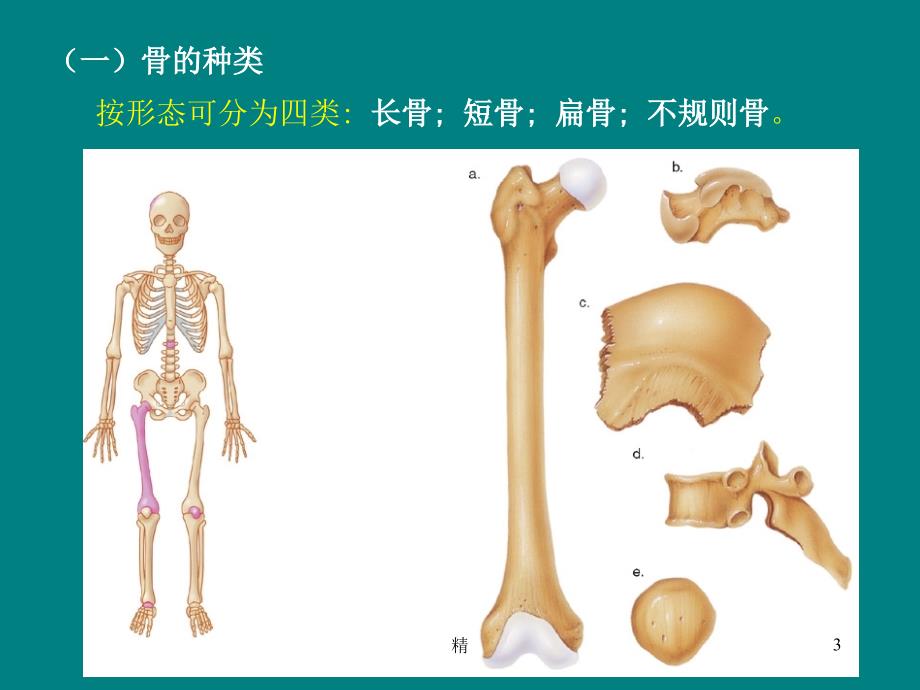 人体骨骼概述课件_第3页