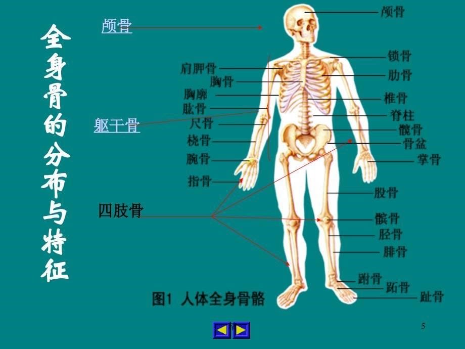 人体骨骼概述课件_第5页