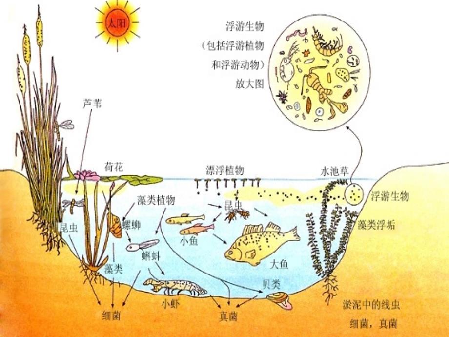 高中生物 第四章 种群和群落 4.3 群落的结构课件 新人教版必修3_第1页