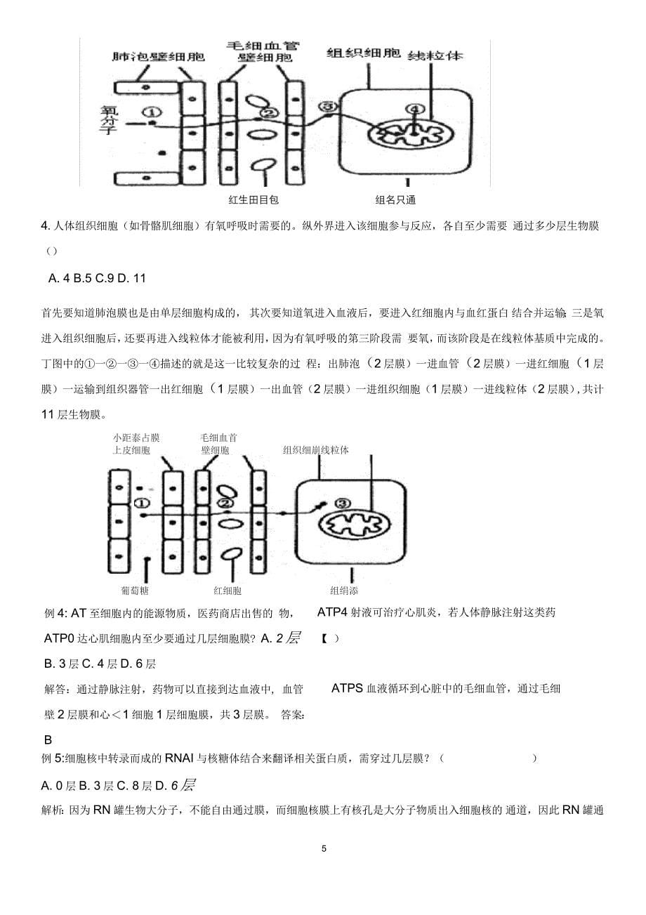 高中生物-穿过几层膜的计算问题_第5页