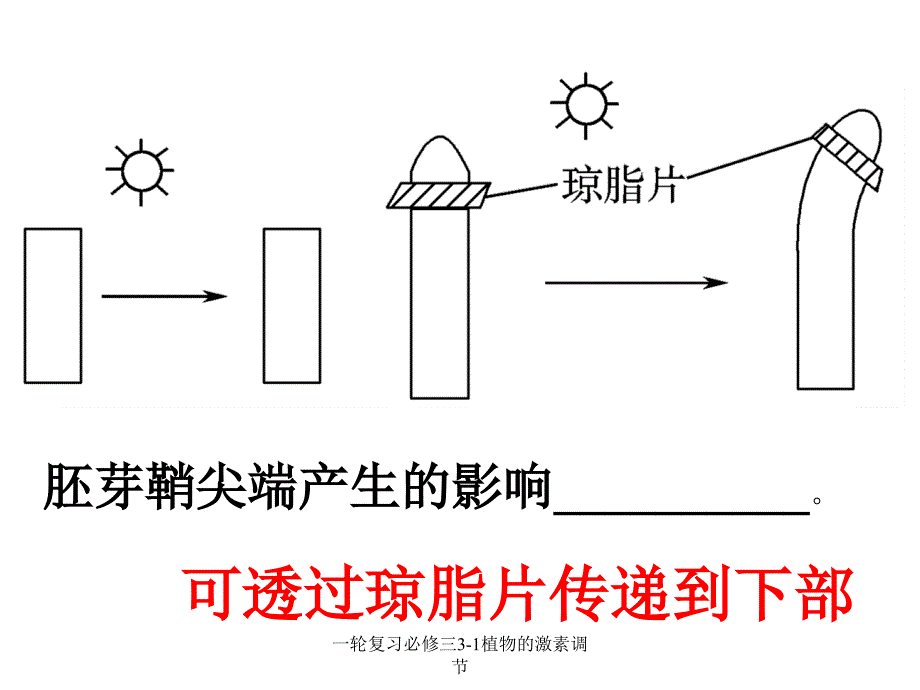 一轮复习必修三31植物的激素调节课件_第2页