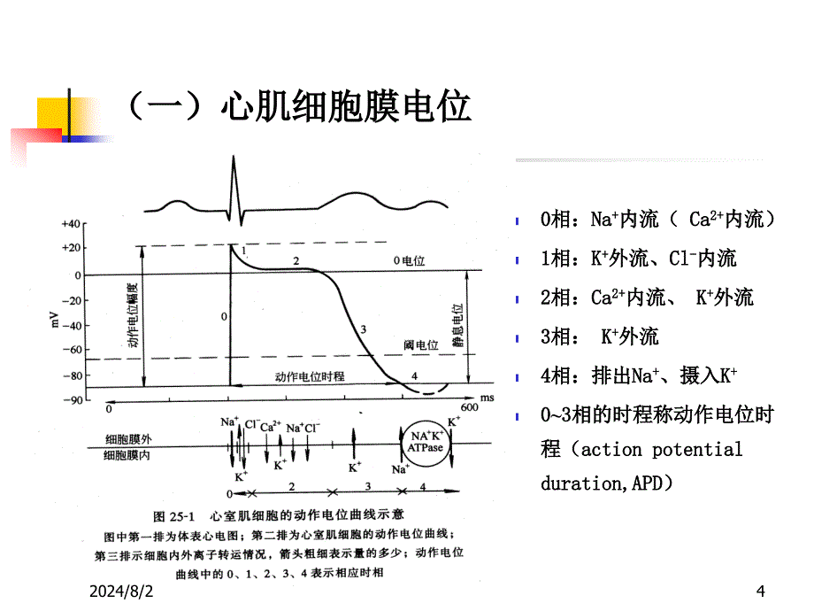 第22章-抗心律失常药.课件_第4页