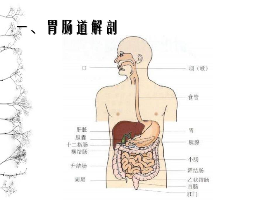 胃肠超声检查的临床应用进展_第4页