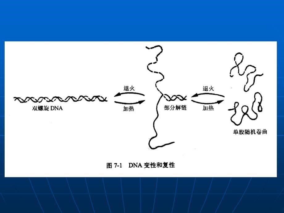 第五章核酸分子杂交技术_第5页