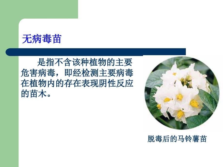 第八章 植物脱毒技术课件.ppt_第5页