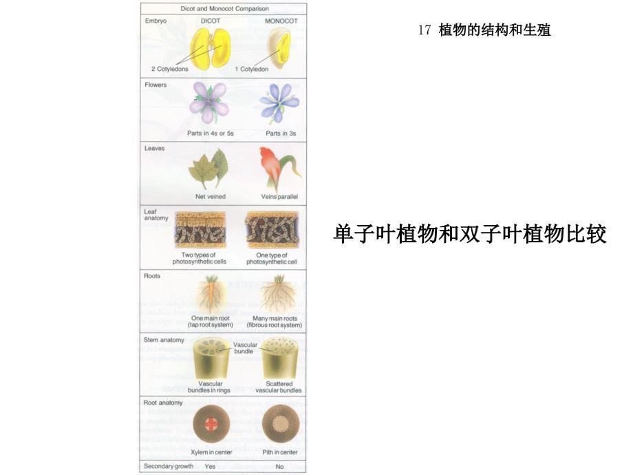 普通生物学：17 植物的结构和生殖_第5页