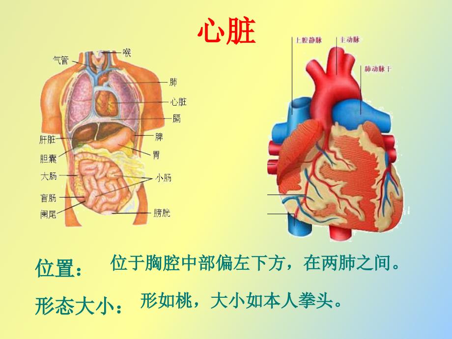 输送血液的泵心脏_第3页