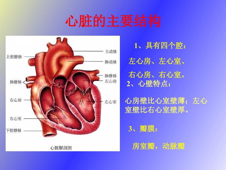 输送血液的泵心脏_第4页