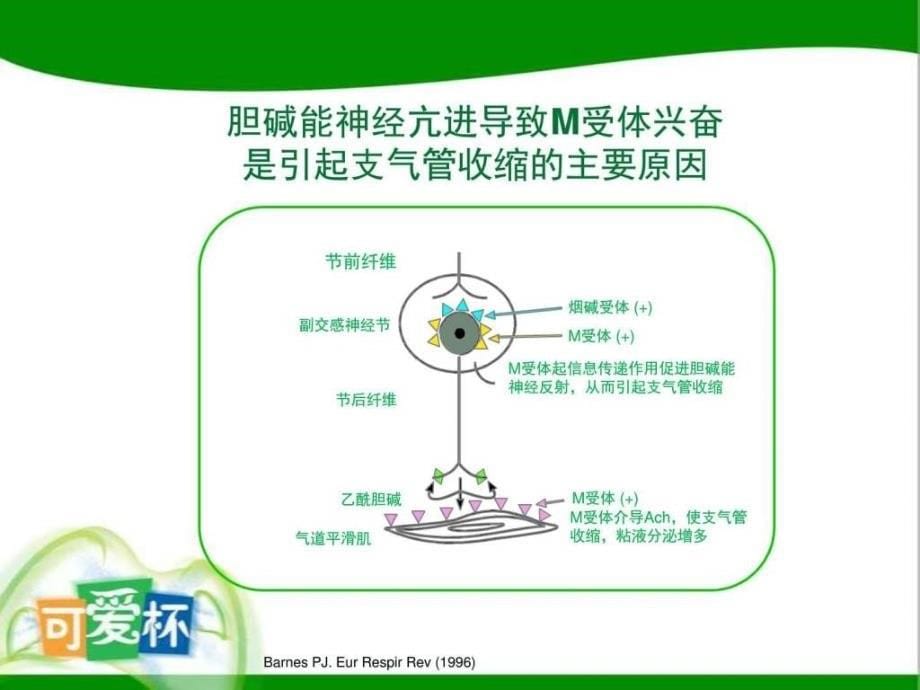 35儿科喘息性疾病治疗新思考图文.ppt14_第5页