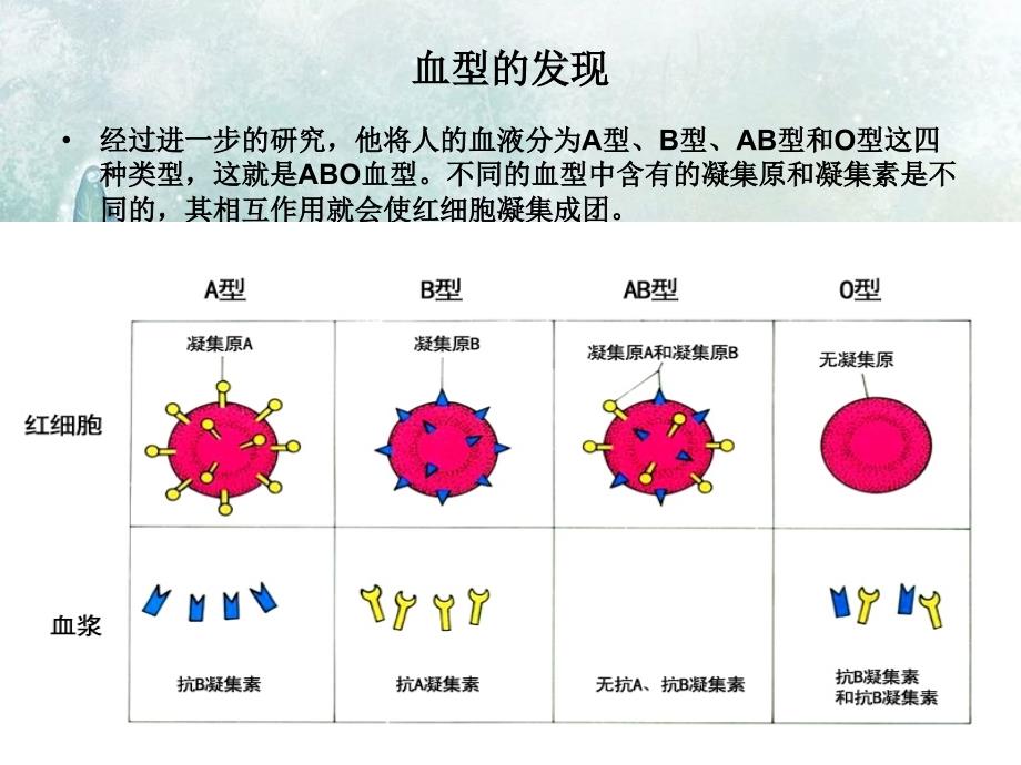 七年级下册生物输血与血型_第4页