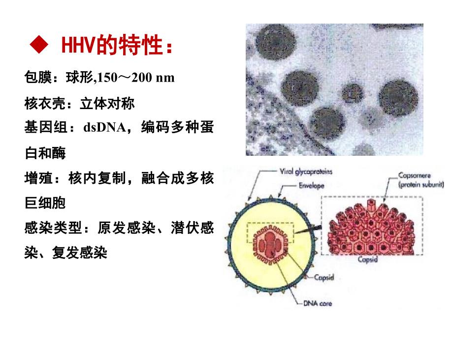 医学微生物学教学课件：疱疹病毒_第3页