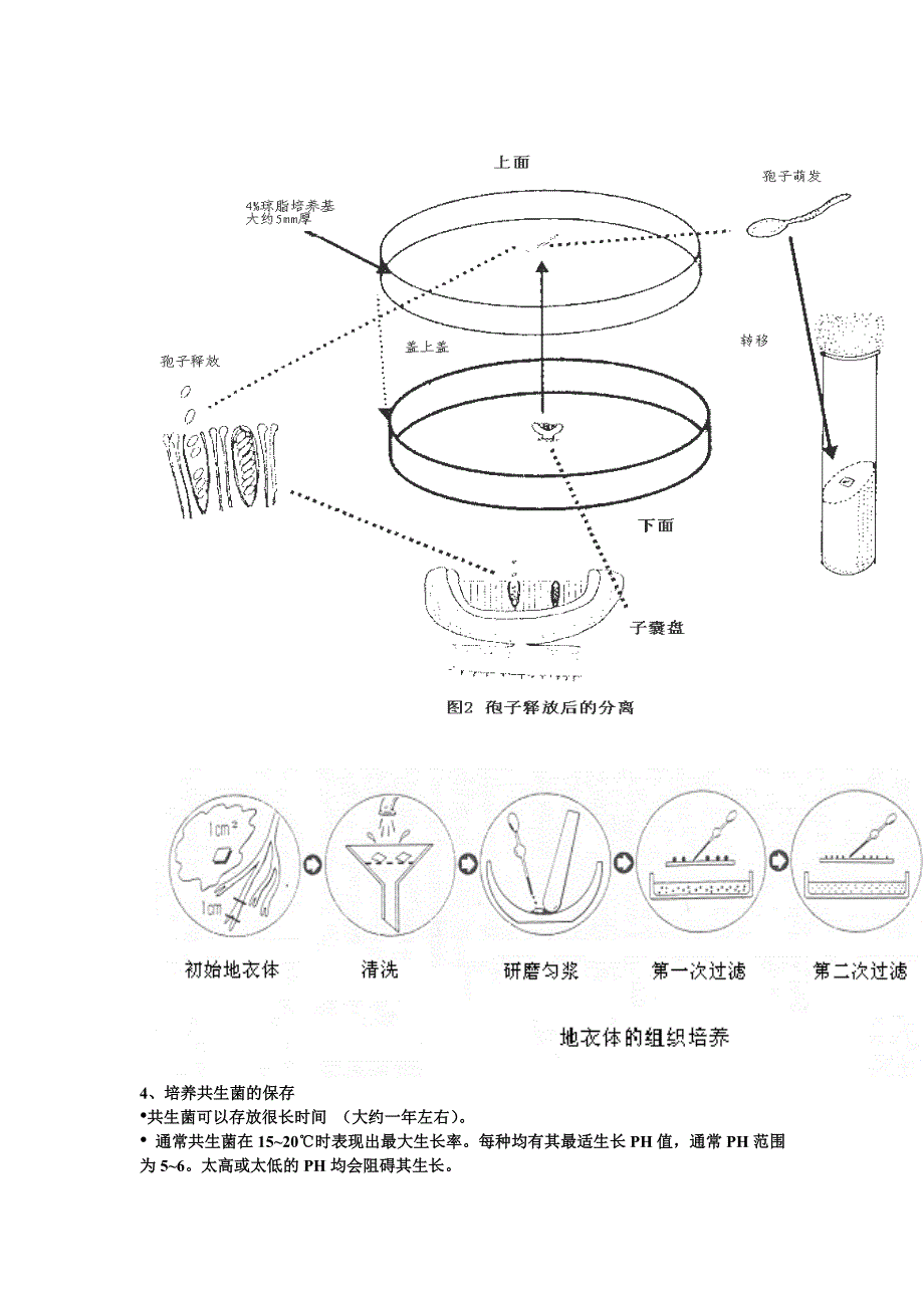 地衣共生菌藻的分离、.doc_第2页