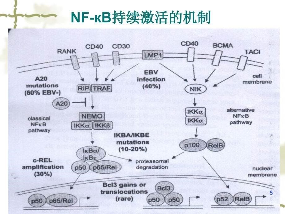 霍奇金淋巴瘤分子生物学进展_第5页